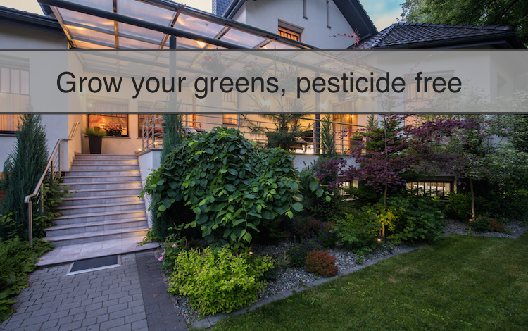 gardening without pesticides